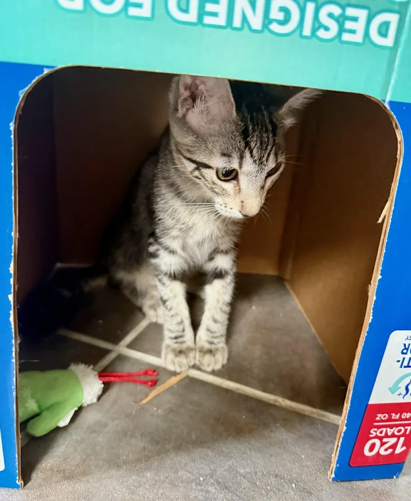 A baby medium-sized female Tabby (Buff / Tan / Fawn) Domestic Short Hair cat named Xena for adoption in Honolulu, HI
