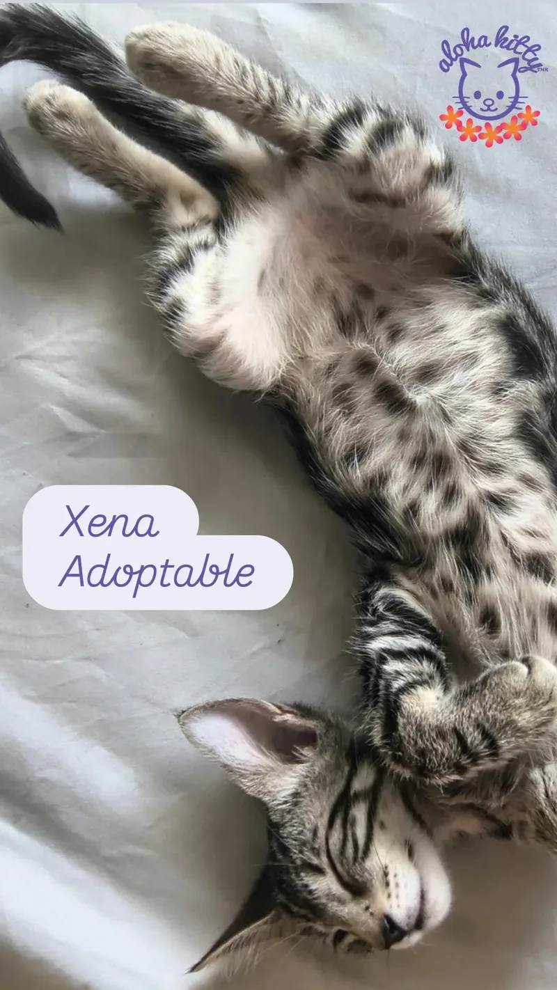 Xena thumbnail 4