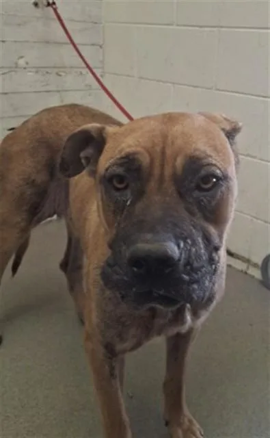A young large-sized female Pit Bull Terrier dog named Raven for adoption in San Bernardino, CA