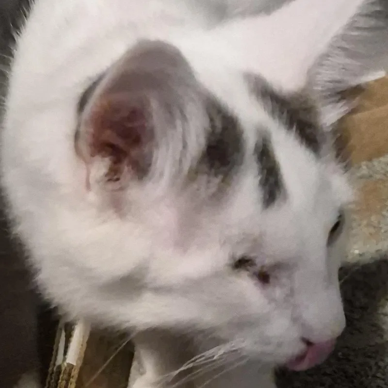 A baby small-sized male White Domestic Short Hair cat named Warehouse Jack for adoption in Natick, MA