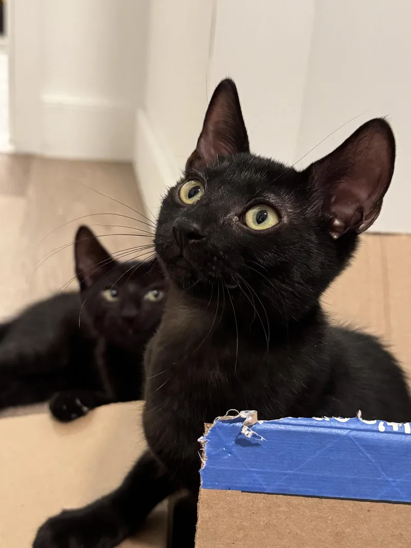A baby small-sized male Black Domestic Short Hair cat named Onyx for adoption in Long Island City, NY