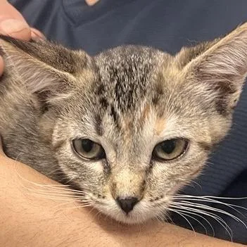 A baby small-sized female Domestic Short Hair cat named Aquatic for adoption in Los Angeles, CA