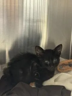 A baby small-sized female Domestic Short Hair cat named Night for adoption in Miami, FL