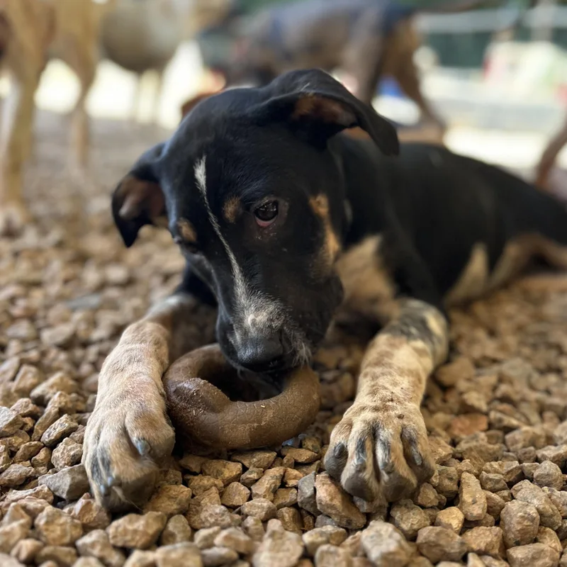A baby medium-sized male Brown / Chocolate Hound dog named Skinny Jeans for adoption in Columbia, SC