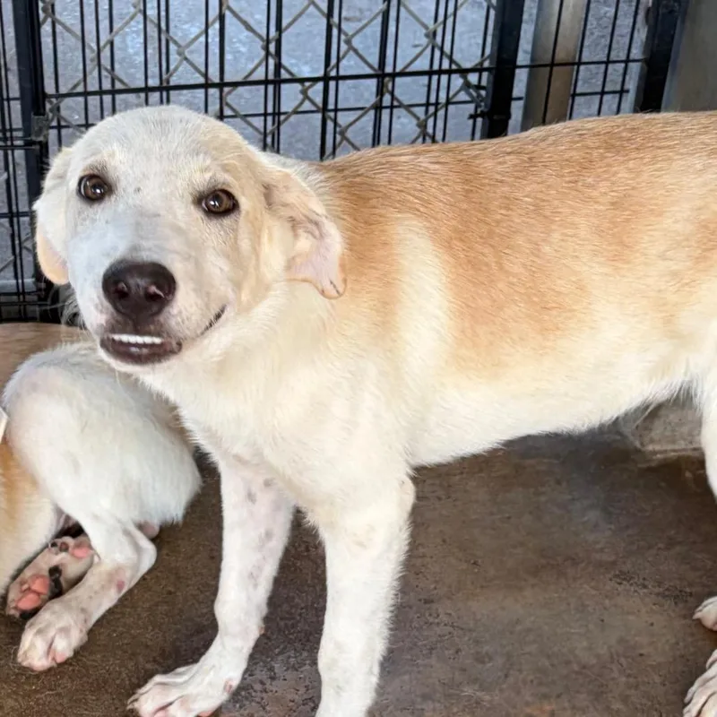 A young medium-sized male Great Pyrenees dog named Rogue for adoption in Lake Jackson, TX
