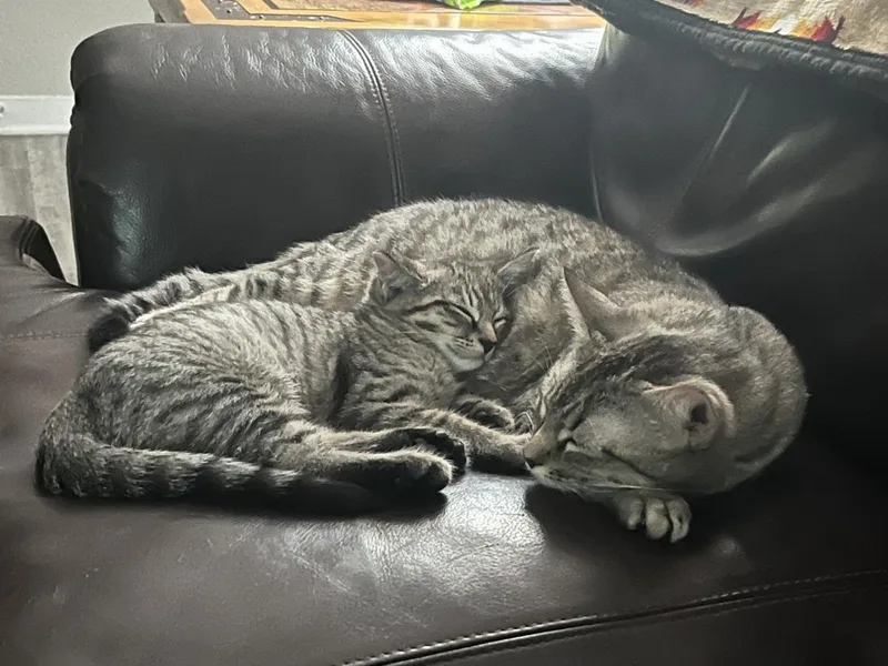 A young medium-sized female Gray / Blue / Silver Domestic Short Hair cat named Suki Donaldson for adoption in Chandler, AZ