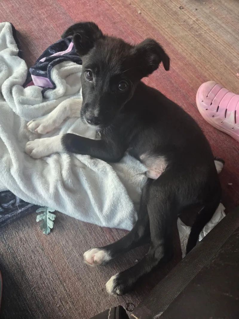 A baby medium-sized male Black Border Collie dog named Alfie for adoption in South Elgin, IL