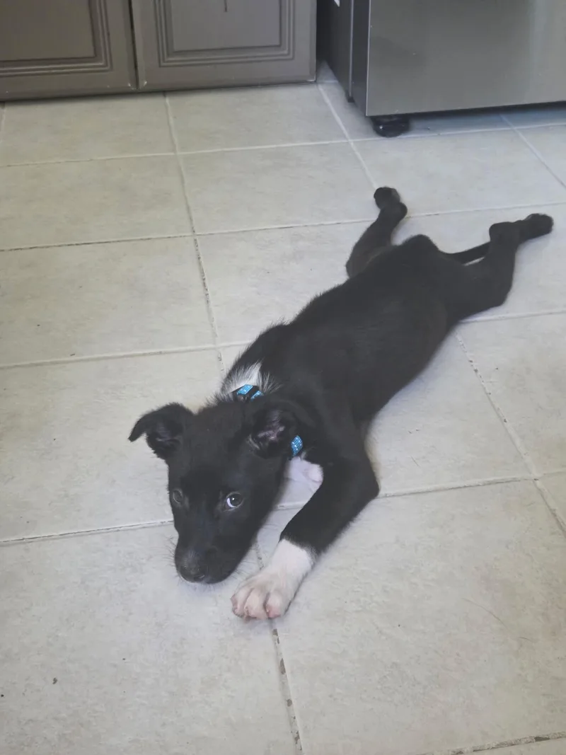 Alfie thumbnail 2
