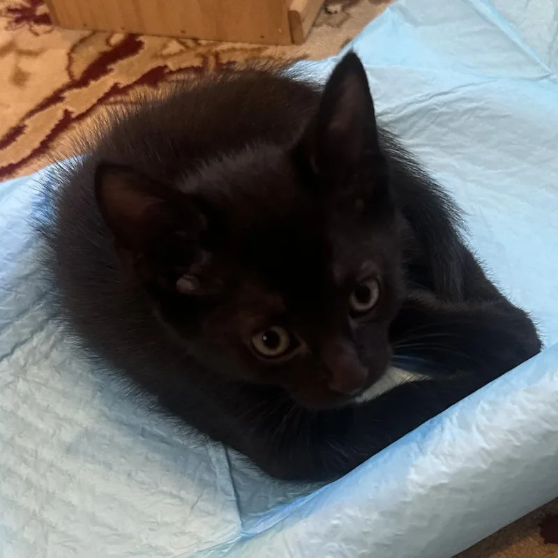 A baby small-sized male Black Domestic Short Hair cat named Finnick for adoption in Fairfax Station, VA