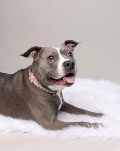 An adult large-sized female Pit Bull Terrier dog named Miss Sissy for adoption in Fishers, IN