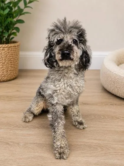 An adult small-sized male Poodle dog named Deacon for adoption in Kinzers , PA