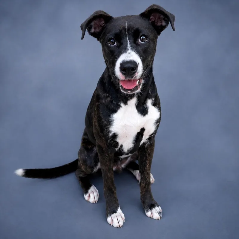 A young medium-sized female Brindle Pit Bull Terrier dog named Mela for adoption in Heber Springs, AR