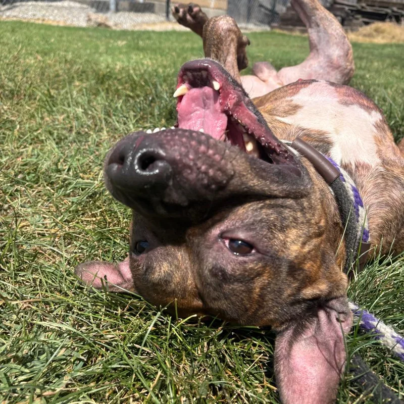 Buffalo Bill thumbnail 2