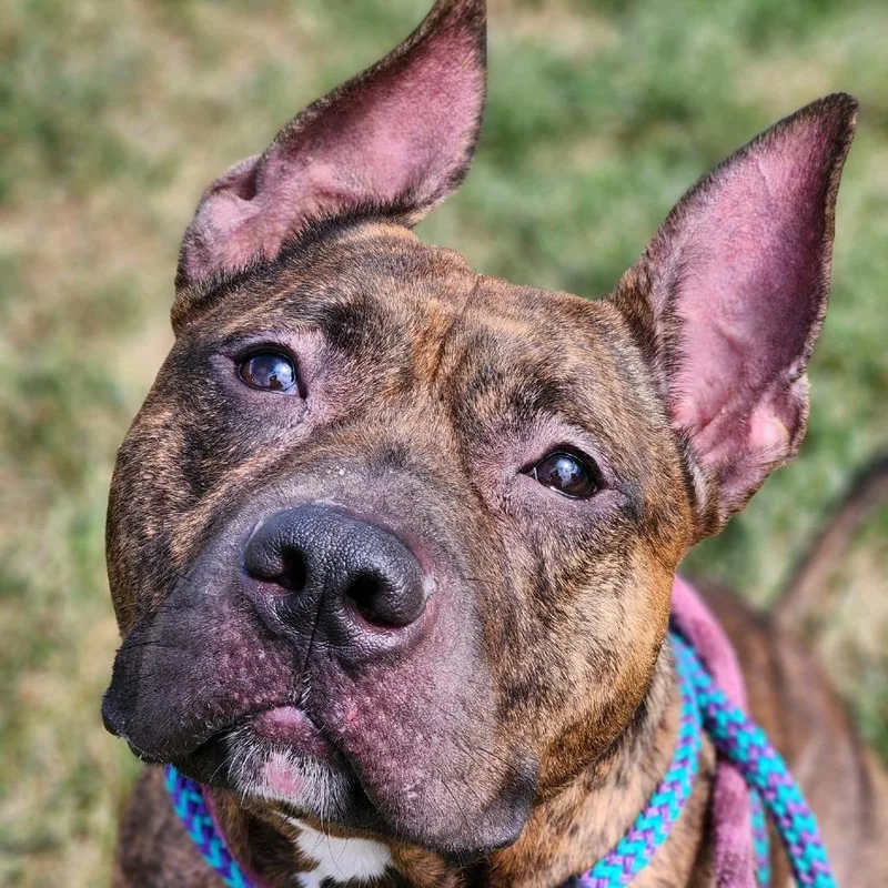 Buffalo Bill thumbnail 3