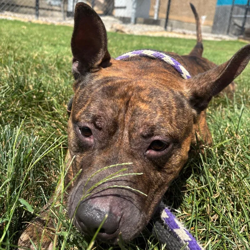 Buffalo Bill thumbnail 4