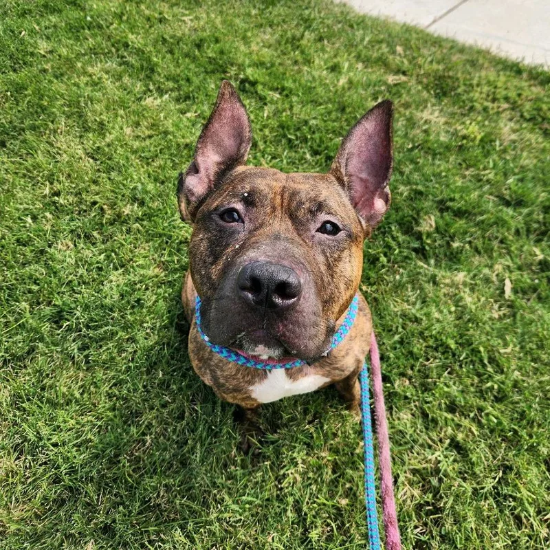 Buffalo Bill thumbnail 5