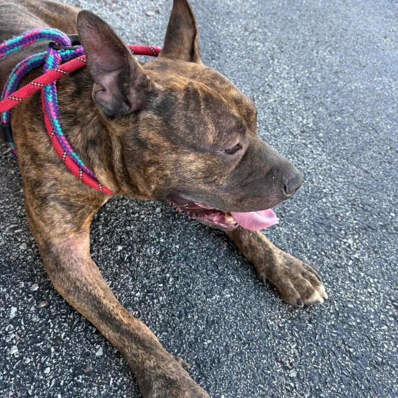 Buffalo Bill thumbnail 6