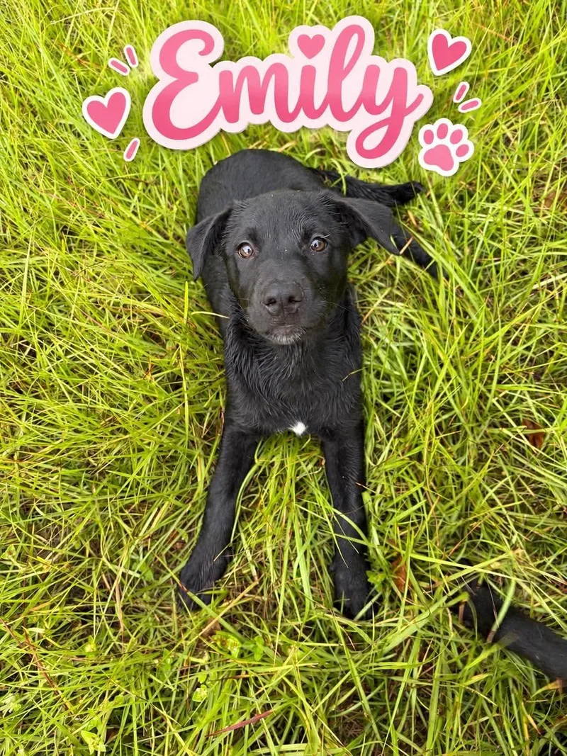 A baby small-sized female Labrador Retriever dog named Emily for adoption in Panama City, FL