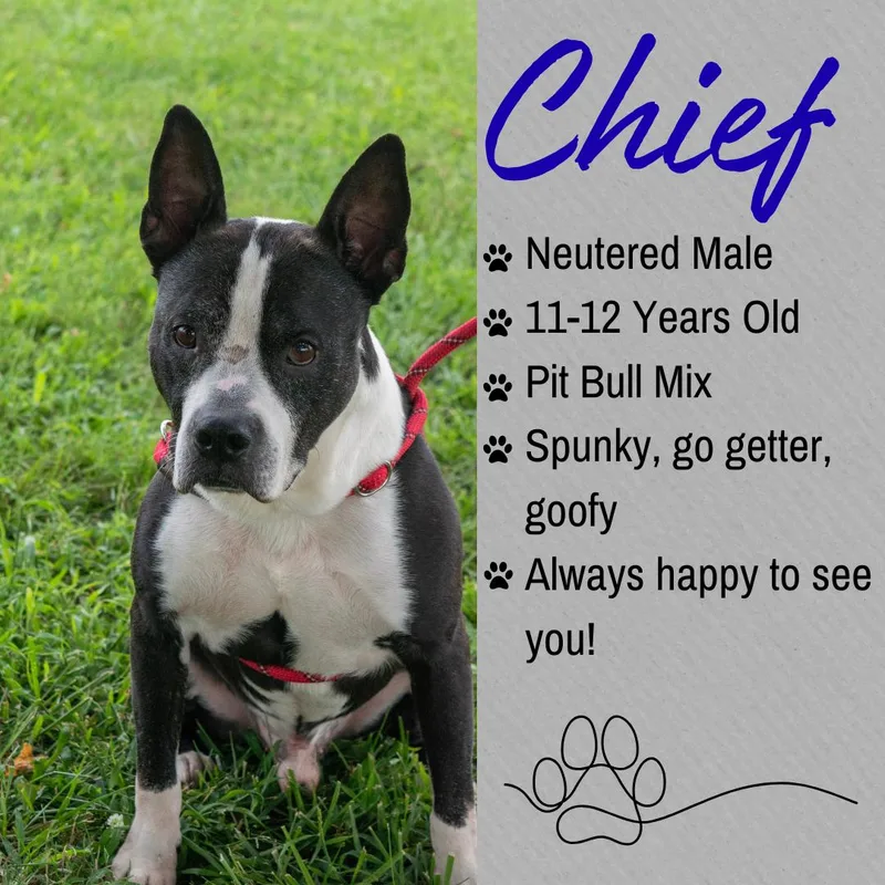 Chief