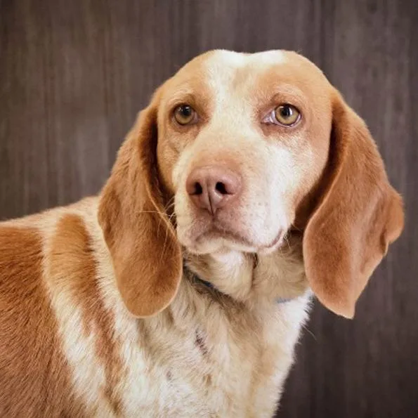 A young small-sized male Apricot / Beige Beagle dog named Rusty for adoption in London, OH