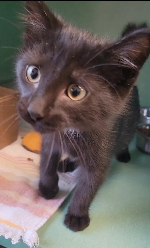 A baby medium-sized male Domestic Short Hair cat named Inky for adoption in Sandusky, OH