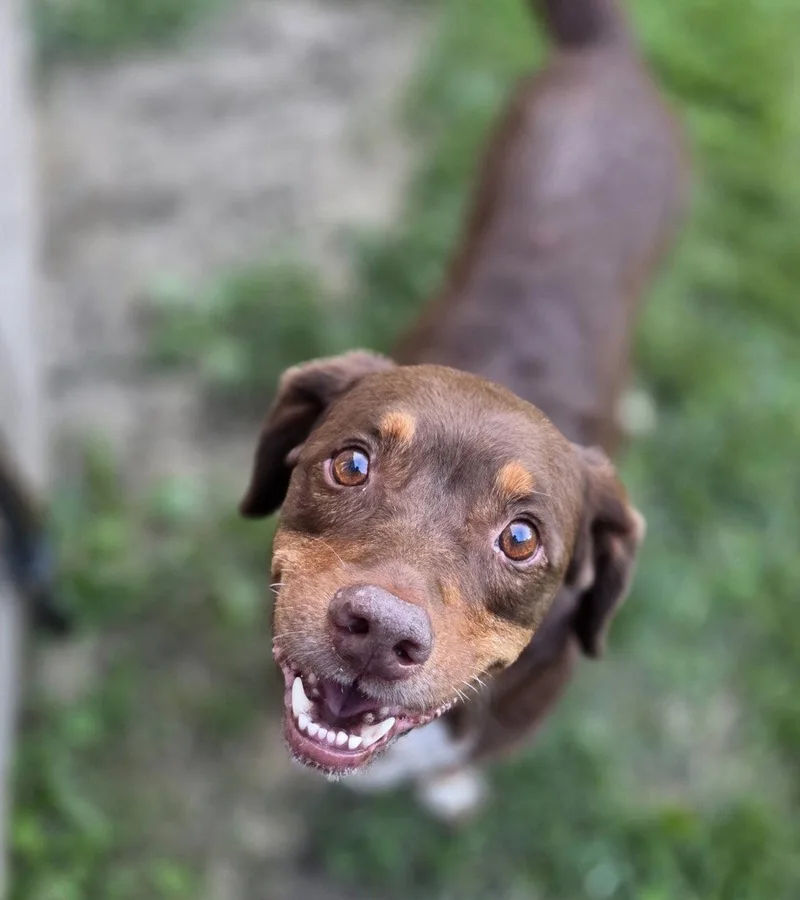 An adult medium-sized male Basset Hound dog named Willy for adoption in Brookville, OH