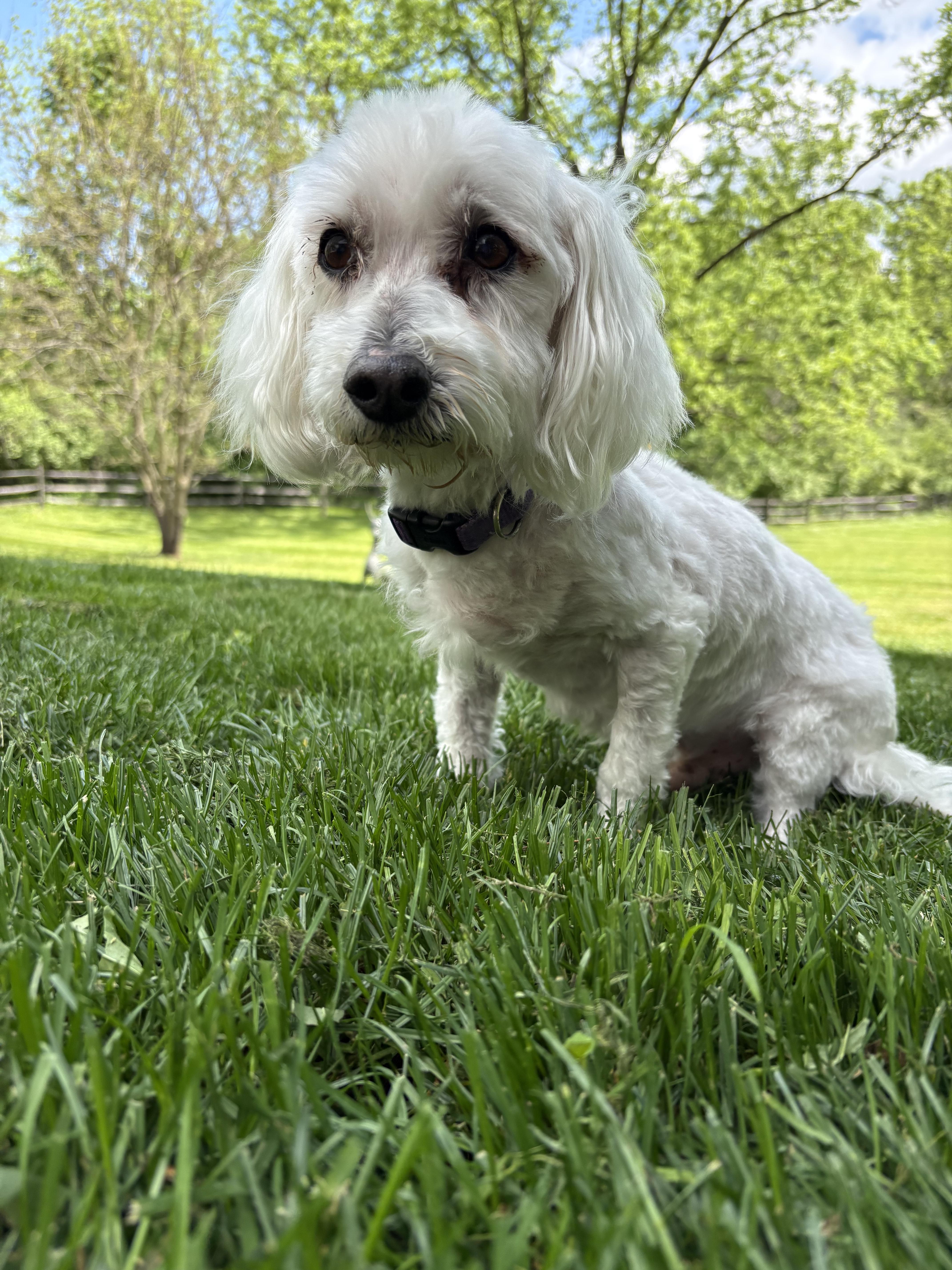 A senior small-sized male White / Cream Maltipoo dog named Henry for adoption in Pottstown, PA