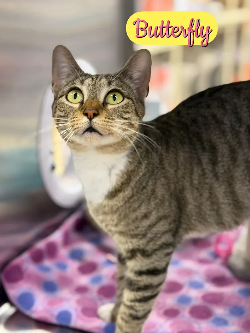 A young medium-sized female Domestic Short Hair cat named Butterfly for adoption in Spring Lake, NJ
