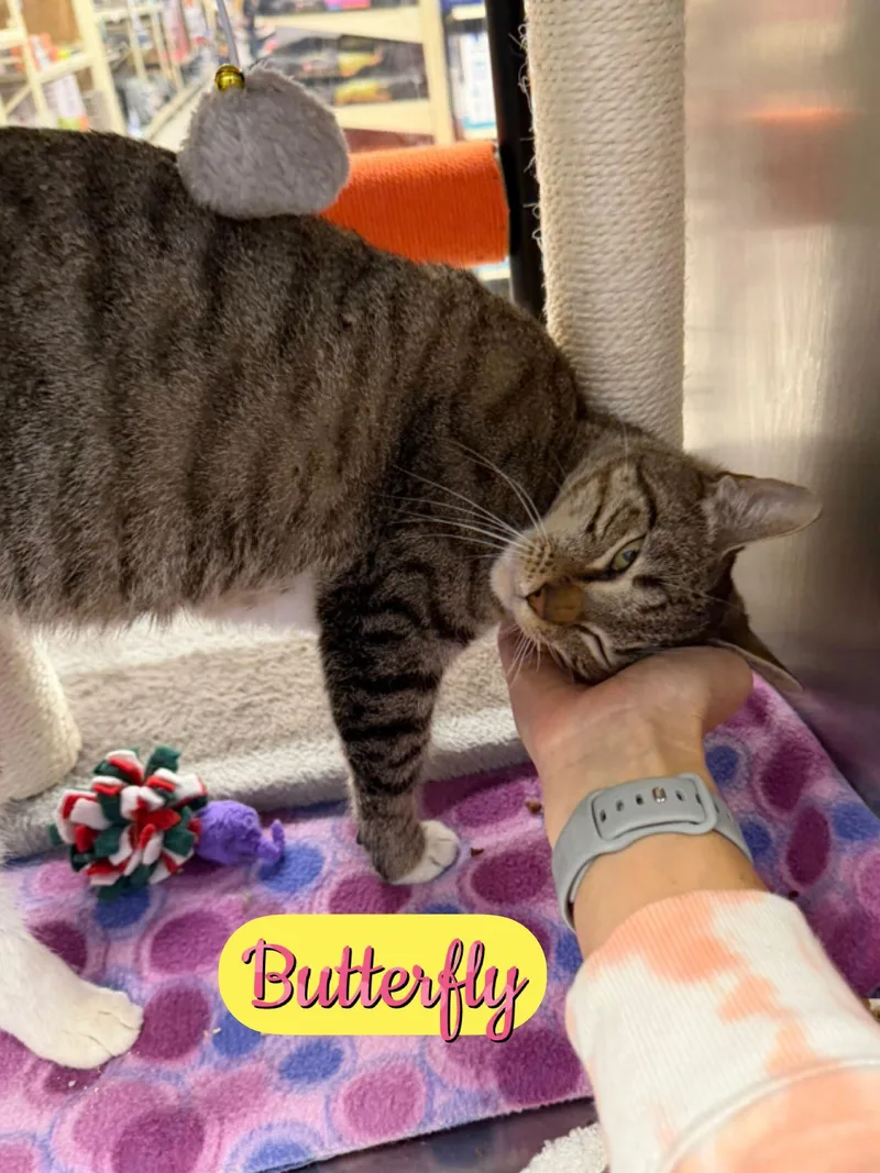 Butterfly thumbnail 2