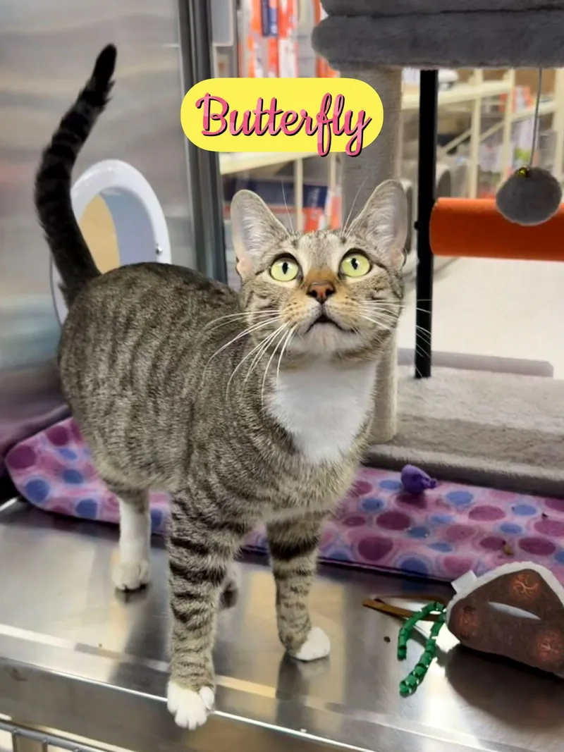 Butterfly thumbnail 3