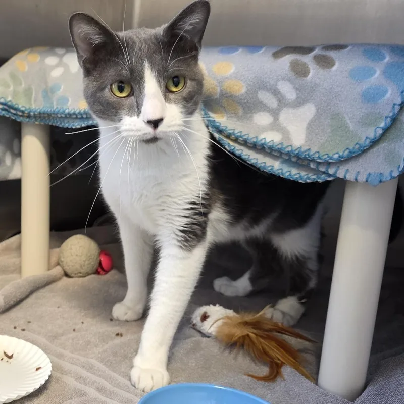 An adult medium-sized male Gray / Blue / Silver Domestic Short Hair cat named Bunker for adoption in Fort Wayne, IN