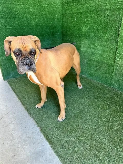 An adult large-sized female Boxer dog named Luna for adoption in Lancaster, CA