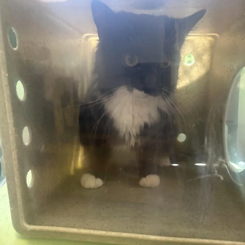 A senior medium-sized female Gray / Blue / Silver Domestic Short Hair cat named Capito for adoption in Philadelphia, PA