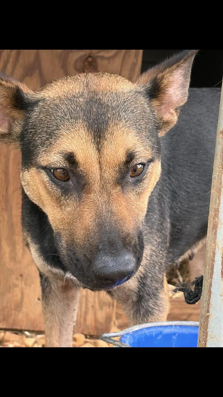 An adult medium-sized female Shepherd dog named Marigold for adoption in Paradise, TX