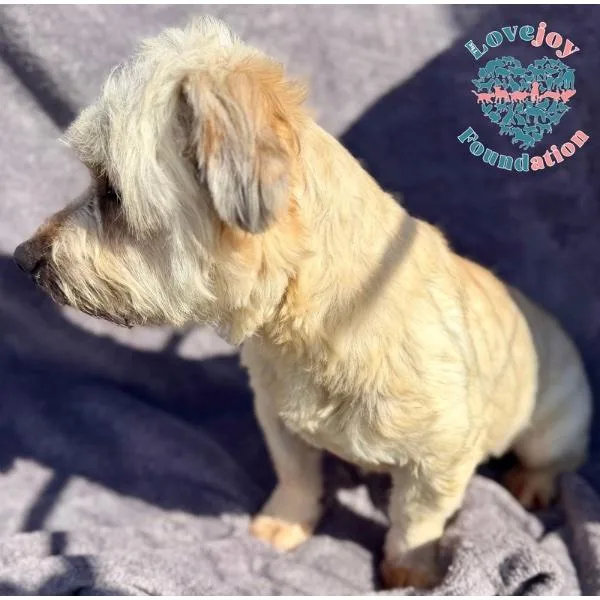 Maxwell Smart thumbnail 2