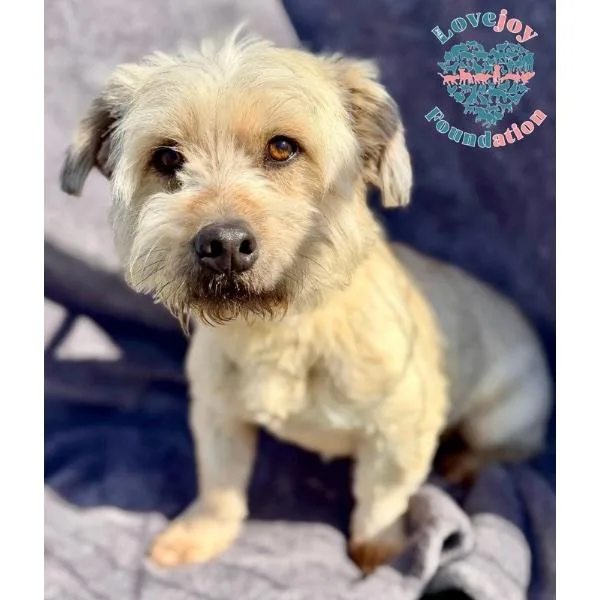 A young small-sized male White / Cream Lhasa Apso dog named Maxwell Smart for adoption in Inglewood, CA