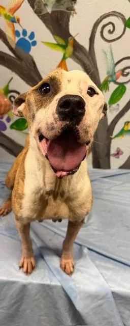 An adult medium-sized female Pit Bull Terrier dog named Matilda B Jawance for adoption in Brookhaven, MS