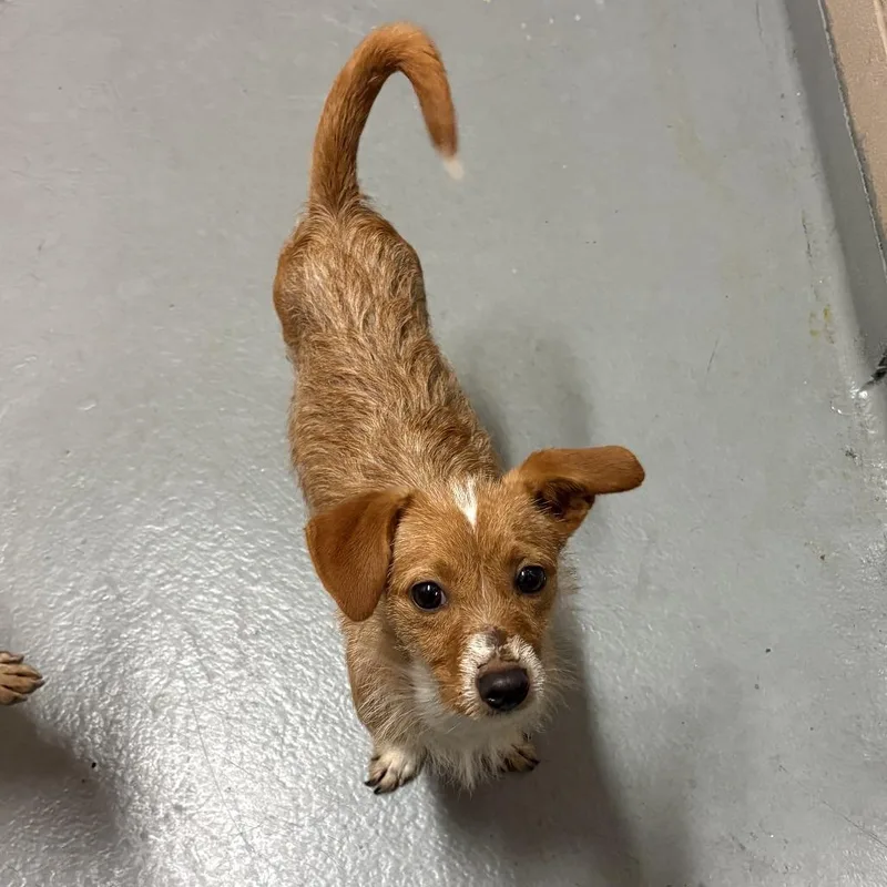 A young small-sized male Yellow / Tan / Blond / Fawn Wirehaired Terrier dog named Tigger for adoption in Tacoma, WA