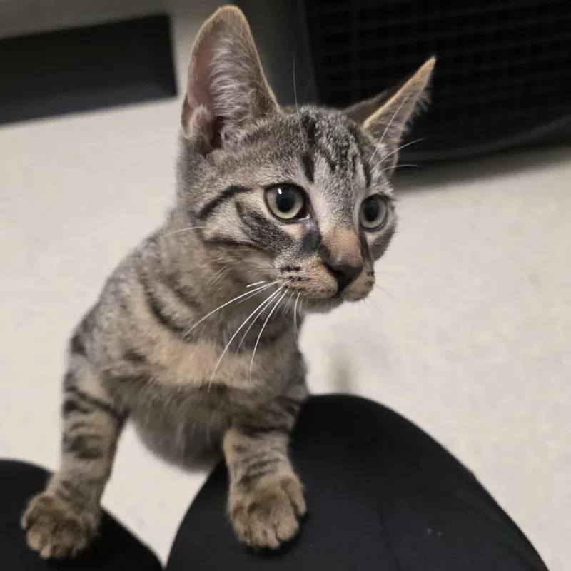 A baby small-sized male Domestic Short Hair cat named Nathan for adoption in Novelty, OH