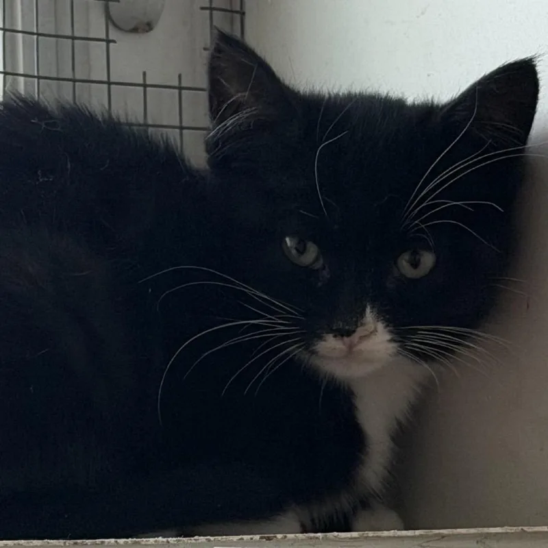 A baby small-sized female Black Domestic Long Hair cat named Bean Sprout for adoption in Quakertown, PA