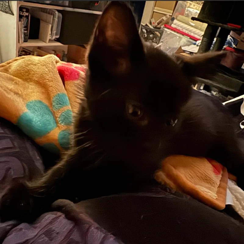 A baby small-sized male Black Domestic Medium Hair cat named Ebony for adoption in League City, TX
