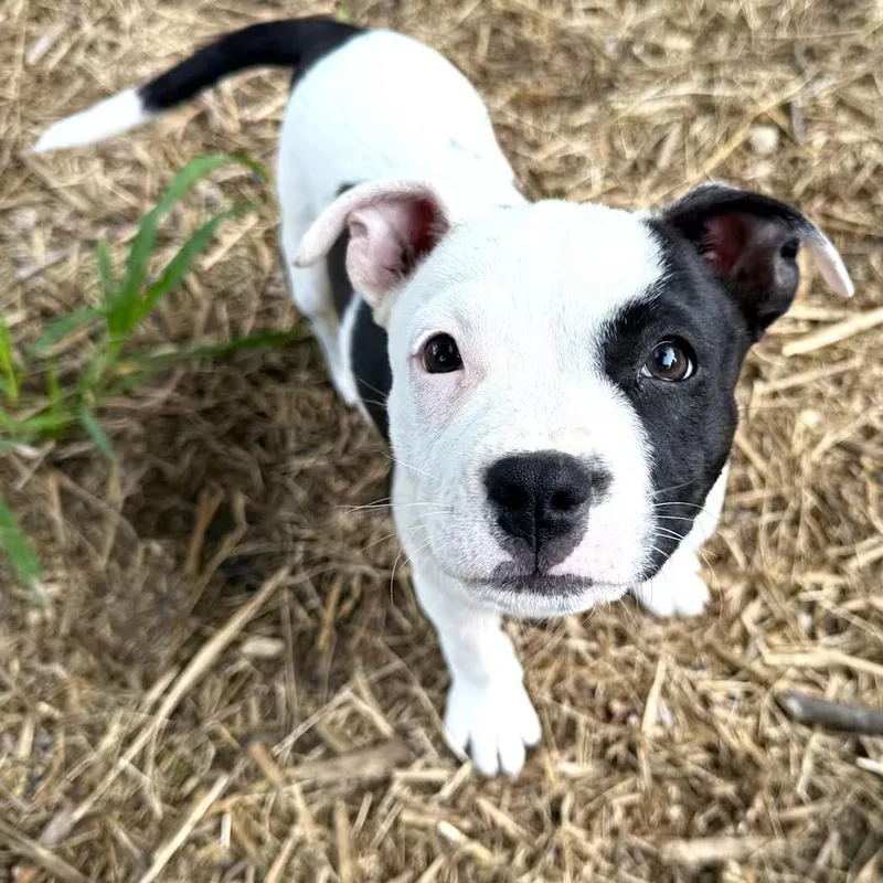 A baby medium-sized female White / Cream Pit Bull Terrier dog named Poppy for adoption in Smithfield, NC