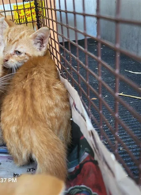 A baby small-sized male Domestic Short Hair cat named Joe for adoption in San Antonio, TX