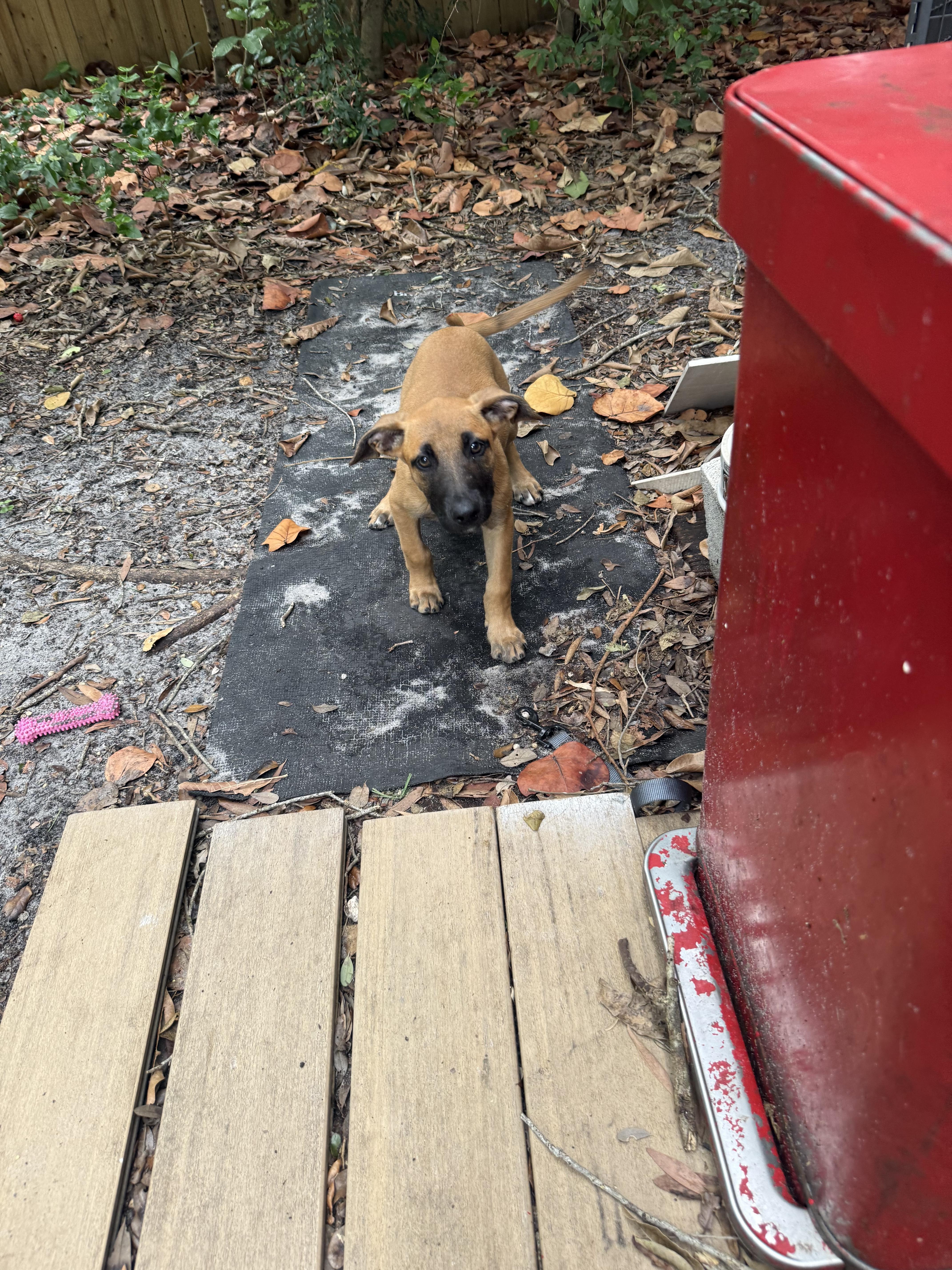 Lulu