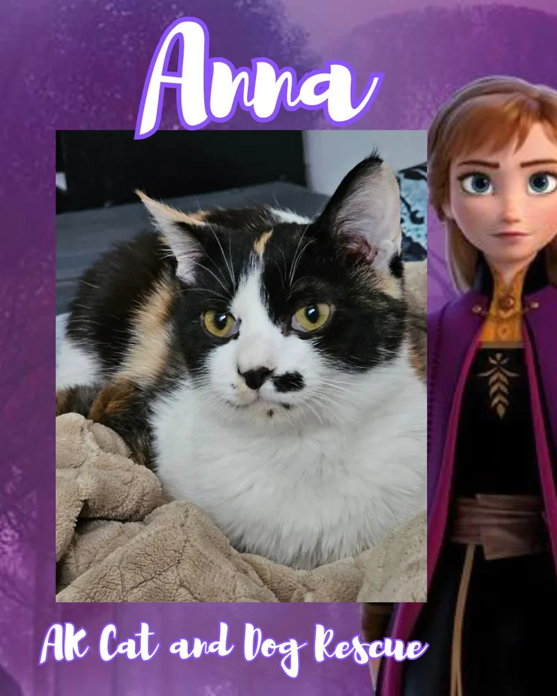 A young small-sized female Domestic Short Hair cat named Anna for adoption in Wasilla, AK
