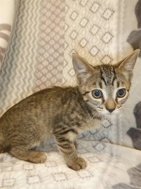 A baby small-sized female Domestic Short Hair cat named Kara for adoption in San Jose, CA