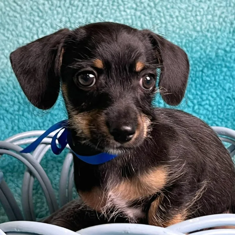 A baby small-sized male Black Chihuahua dog named Gatsby for adoption in Boerne, TX