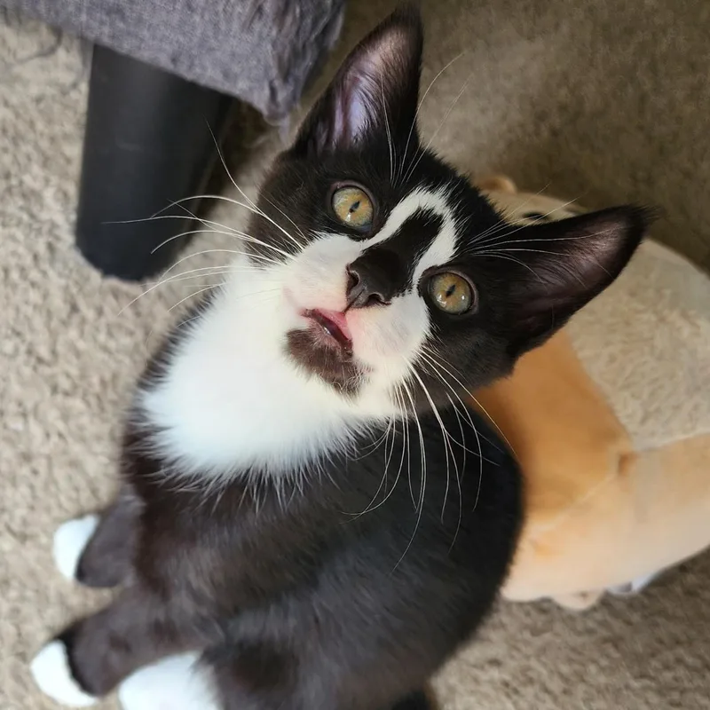 A baby small-sized female Black & White / Tuxedo Domestic Short Hair cat named Slivovitz for adoption in Bentonville, AR