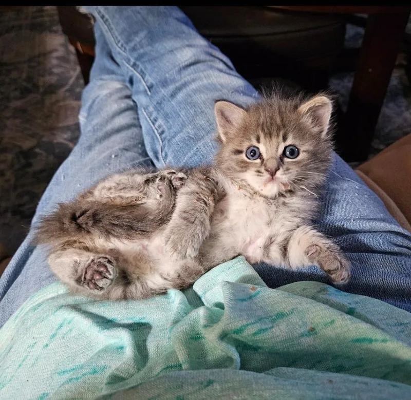 A baby small-sized male Domestic Medium Hair cat named Levi for adoption in San Jacinto, CA