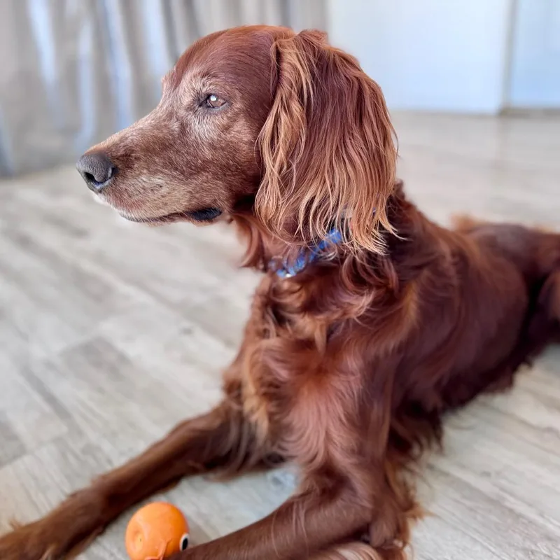 A senior medium-sized male Red / Chestnut / Orange Irish Setter dog named Cooper for adoption in Green Bay, WI